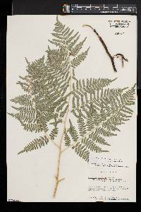 Pteridium aquilinum subsp. pseudocaudatum image