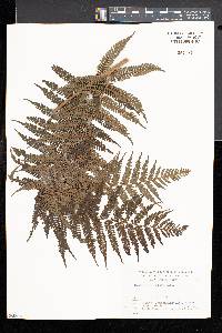 Cyathea spinulosa image