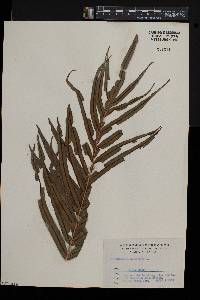 Blechnum orientale image