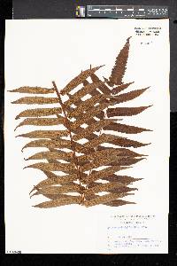 Cyathea podophylla image