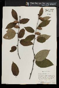 Betula alleghaniensis image