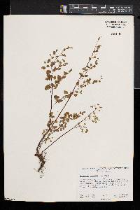 Adiantum jordanii image