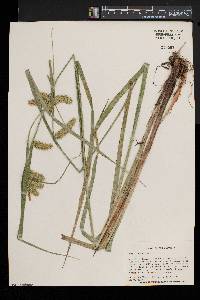 Carex comosa image