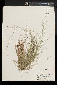 Carex trisperma image