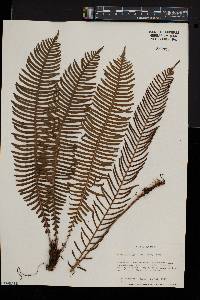 Blechnum nipponicum image