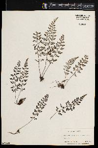 Asplenium varians image