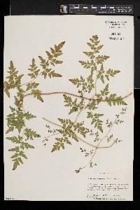 Lygodium japonicum image