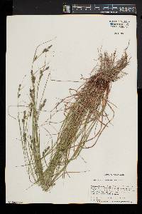 Carex swanii image