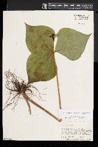 Trillium erectum image