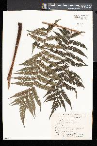 Cyathea fenicis image