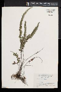 Adiantum caudatum image