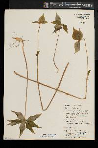 Medeola virginiana image