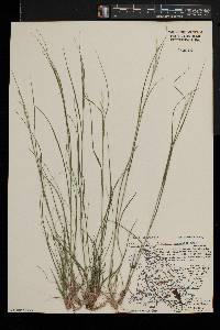 Danthonia compressa image