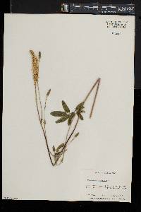 Sanguisorba canadensis image