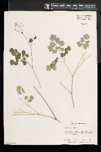 Thalictrum dioicum image