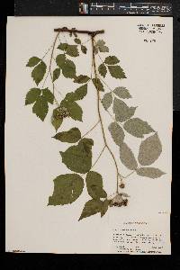 Rubus occidentalis image