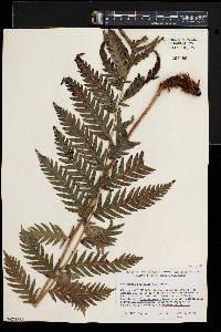 Woodwardia fimbriata image