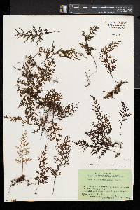 Hymenophyllum productum image