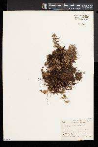 Hymenophyllum wrightii image