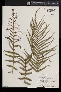 Pteris vittata image