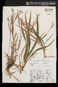 Carex laxiculmis image