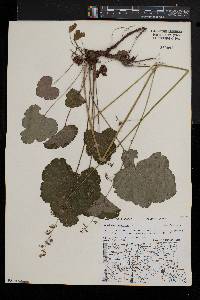 Heuchera americana image