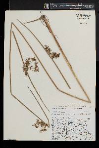 Juncus effusus var. solutus image