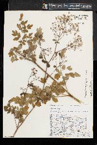 Thalictrum pubescens image