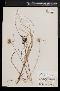 Eriophorum virginicum image