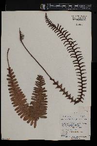 Blechnum discolor image