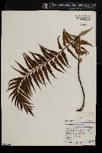Asplenium polyodon image