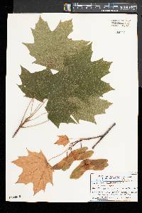 Acer platanoides image