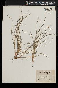 Carex willdenowii image