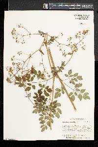 Thalictrum pubescens image