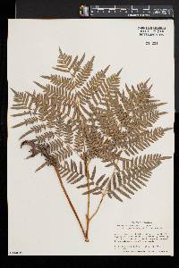 Pteridium aquilinum subsp. pseudocaudatum image