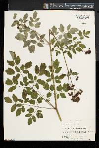 Thalictrum pubescens image