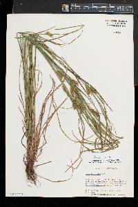 Carex baileyi image