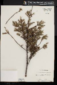 Juniperus communis var. depressa image