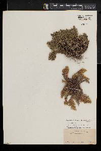 Selaginella lepidophylla image