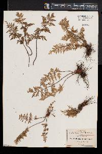 Cheilanthes palmeri image