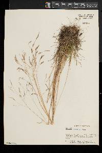 Deschampsia flexuosa image