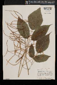 Aruncus dioicus image