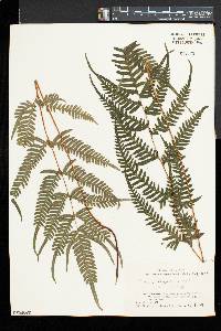 Pteris dispar image