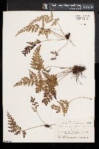 Sphenomeris biflora image