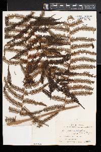 Cyathea spinulosa image