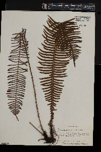 Blechnum nipponicum image