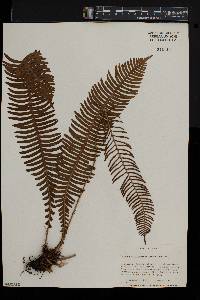 Blechnum nipponicum image