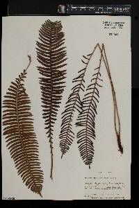 Blechnum nipponicum image