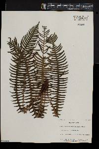 Blechnum nipponicum image