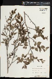 Wikstroemia sikokiana image